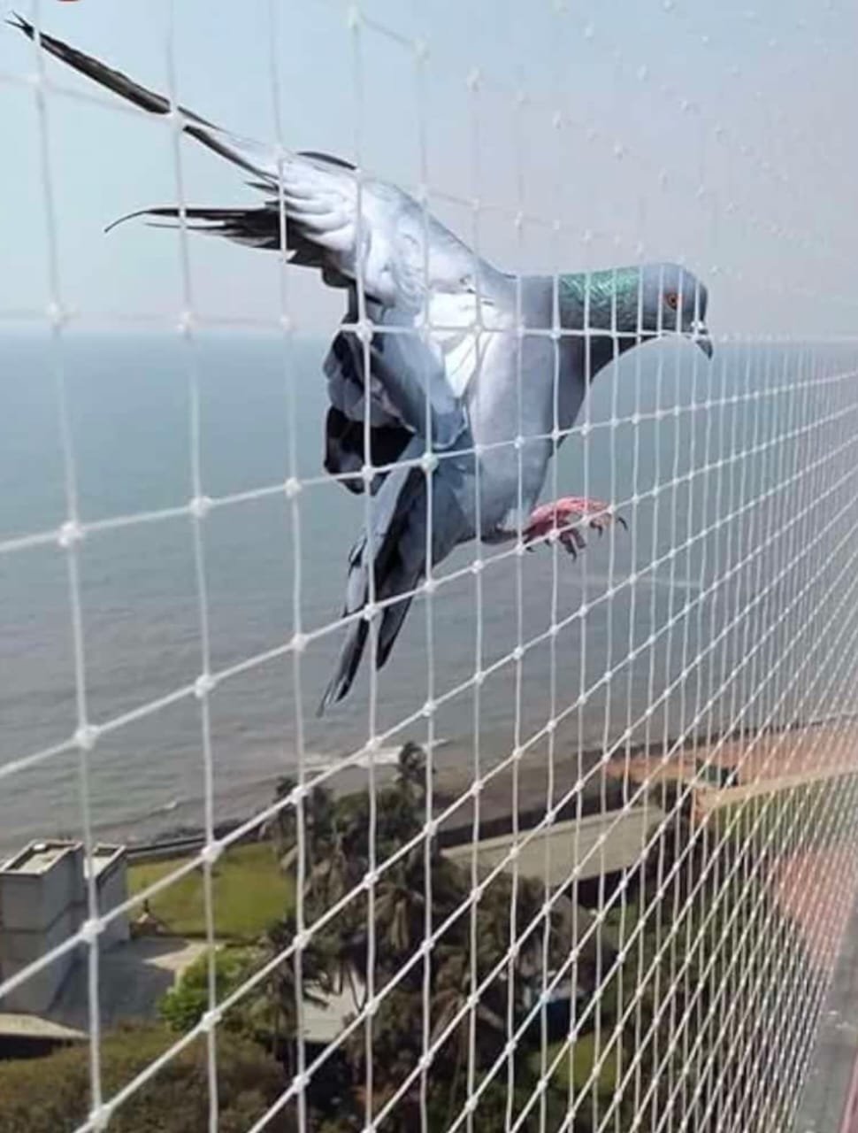 Pigeon nets for apartment balcony in Tellapur